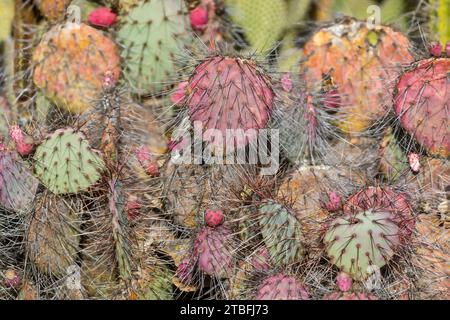 Santa Rita Stachelbirne beleuchtet mit Morgensonne. Der Arizona Cactus Garden in Stanford, Kalifornien, USA. Stockfoto