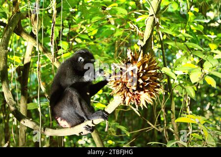 Ein Haubenmakaken (Macaca nigra) isst hinter einem Haufen Früchte, da er auf einer Lianenrebe im Tangkoko-Wald im Norden von Sulawesi, Indonesien sitzt. Die Auswirkungen des Klimawandels, die wichtige Faktoren für das Mikroklima der Wälder sind, beeinflussen die Überlebensfähigkeit von Wildtieren. Ein Bericht eines Teams von Wissenschaftlern unter der Leitung von Marine Joly, der sich auf Kämmmakaken bezieht, zeigte, dass die Temperatur im Tangkoko-Wald steigt und die Fruchtfülle insgesamt abnahm. „Zwischen 2012 und 2020 stiegen die Temperaturen im Wald um bis zu 0,2 Grad pro Jahr an, und die Früchte insgesamt... Stockfoto