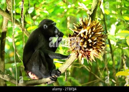 Ein Haubenmakaken (Macaca nigra) isst hinter einem Haufen Früchte, da er auf einer Lianenrebe im Tangkoko-Wald im Norden von Sulawesi, Indonesien sitzt. Die Auswirkungen des Klimawandels, die wichtige Faktoren für das Mikroklima der Wälder sind, beeinflussen die Überlebensfähigkeit von Wildtieren. Ein Bericht eines Teams von Wissenschaftlern unter der Leitung von Marine Joly, der sich auf Kämmmakaken bezieht, zeigte, dass die Temperatur im Tangkoko-Wald steigt und die Fruchtfülle insgesamt abnahm. „Zwischen 2012 und 2020 stiegen die Temperaturen im Wald um bis zu 0,2 Grad pro Jahr an, und die Früchte insgesamt... Stockfoto