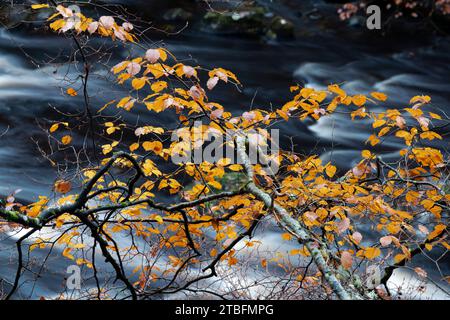 Betula Pendel. Die herbstliche Silberbirke liegt vor einem schottischen Fluss. Schottland Stockfoto