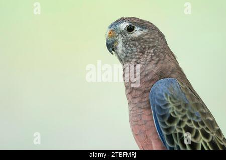 Bourke's Papagei, Neopsephotus bourkii Stockfoto