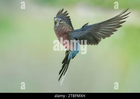 Bourke's Papagei, Neopsephotus bourkii Stockfoto