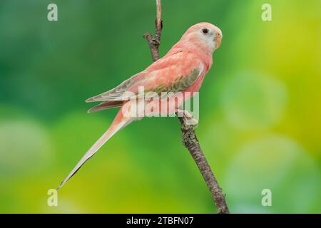 Bourke's Papagei blass brach Opalin, Neopsephotus bourkii Stockfoto