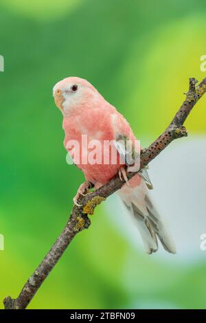 Bourke's Papagei blass brach Opalin, Neopsephotus bourkii Stockfoto