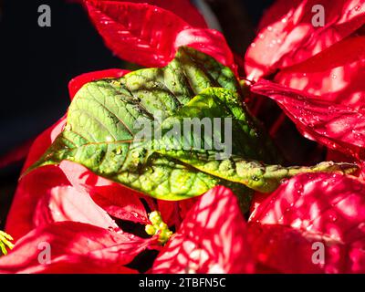 Die leuchtend roten und grünen Deckblätter und Blätter der Weihnachtsstern machen sie zu einer farbenfrohen Naturdekoration zur Weihnachtszeit in Australien Stockfoto