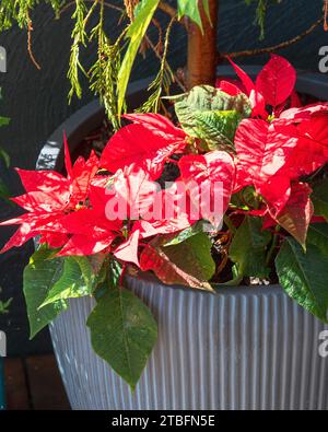 Die hellroten und grünen Blätter der Weihnachtsstern machen sie zu einer farbenfrohen natürlichen Dekoration, die mit einem Weihnachtsbaum in Australien bepflanzt ist Stockfoto