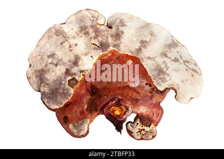 Roter Reishi-Pilz auf weißem Hintergrund isolierte Nahaufnahme, Lingzhi-Pilz, Ganoderma lucidum, lackierter Pilz, medizinischer Pilz Stockfoto