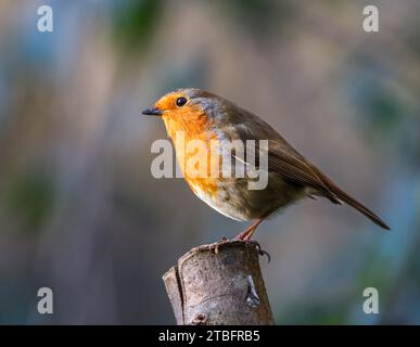 Ein leuchtendes orange-schwarzes Europäisches robin (Erithacus rubecula), das auf einem Holzpfosten thront Stockfoto