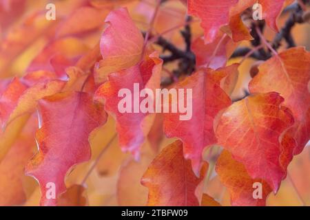 Rot und orange hell erleuchtete Herbstblätter Stockfoto