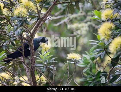 TUI-Vogel, der Nektar an gelben Pohutukawa-Blüten ernährt. Neuseeländischer Weihnachtsbaum. Auckland. Stockfoto