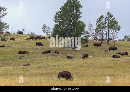 Eine Büffelherde weidet auf einem Hügel im Custer State Park, South Dakota Stockfoto