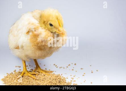 Eine Nahaufnahme einer Küken, isoliert auf weißem Hintergrund Stockfoto