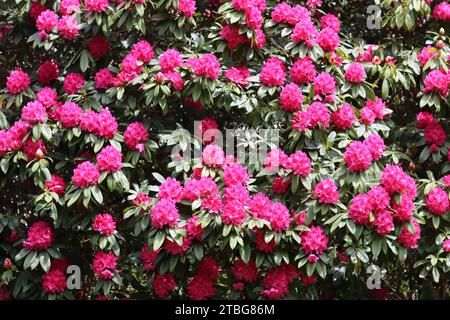 Nahaufnahme von leuchtend rosa Blumen auf einem riesigen Rhododendronbüschen bei hellem Sonnenschein Stockfoto