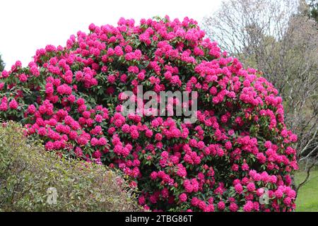 Riesiger Rhododendron-Busch bedeckt mit Massen von leuchtend rosa Blumen Stockfoto