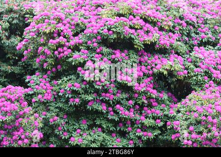 Riesiger Rhododendronstrauch, bedeckt mit Massen lila Blumen Stockfoto