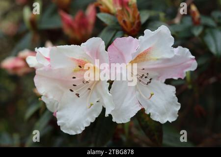 Nahaufnahme von weißen und blassrosa Rhododendronblüten Stockfoto