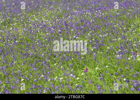 Massen von Glockenblumen und wildem Knoblauch in einem Wald bei Frühlingssonne Stockfoto