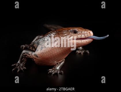 Blauzüngige Scink-Nahaufnahme Stockfoto