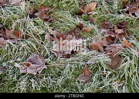 Gefallene Blätter und Gras bei frostigem Wetter, Warwickshire, Großbritannien Stockfoto