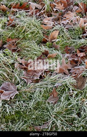 Gefallene Blätter und Gras bei frostigem Wetter, Warwickshire, Großbritannien Stockfoto