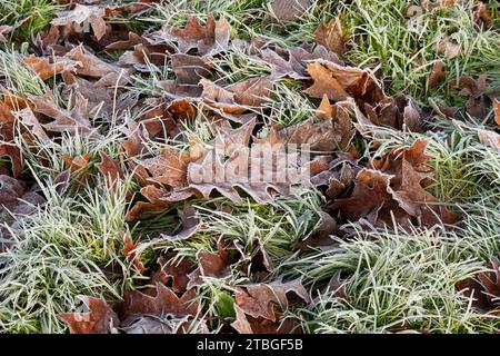 Gefallene Blätter und Gras bei frostigem Wetter, Warwickshire, Großbritannien Stockfoto