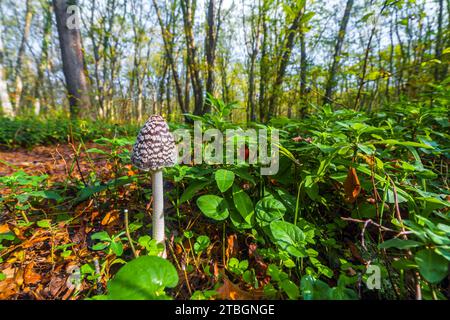 Schöne giftige Coprinopsis Picacea, Elfenpilz Pilz im Wald Stockfoto