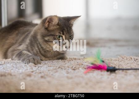 Junge Katze Jagd, die im Innenbereich Federn spielt Stockfoto