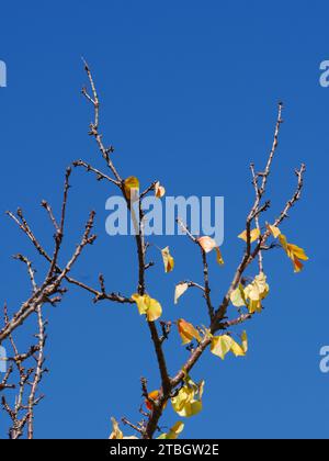 Blätter im Herbst Stockfoto