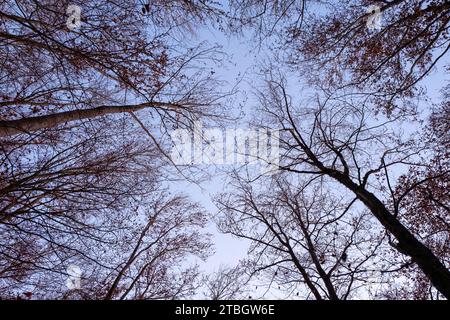 Laubbaumbaldachin, von unten gesehen, im Wald in Rota das Faias, Manteigas, Serra da Estrela, Portugal, Europa Stockfoto