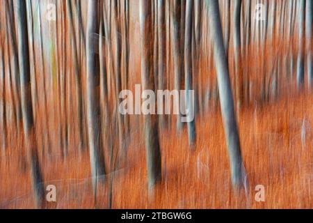 Abstraktes künstlerisches vertikales Schwenken verschwommenes Foto von herbstlichen Waldbäumen in Rota das Faias, Manteigas, Serra da Estrela, Portugal, Europa Stockfoto