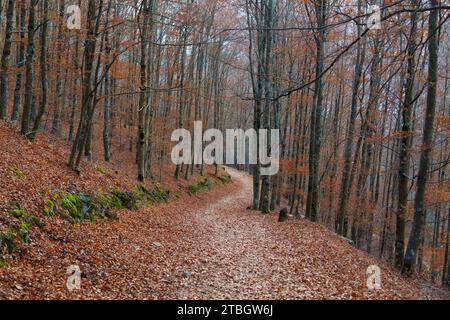 Herbstliche Farben auf gefallenen Blättern auf einem Waldweg zwischen den Bäumen bei Rota das Faias, Manteigas, Serra da Estrela, Portugal, Europa Stockfoto