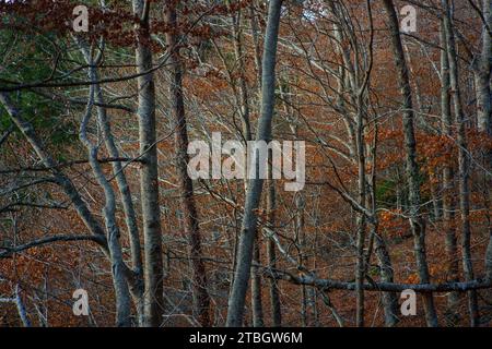 Waldbäume in Rota das Faias, Manteigas, Serra da Estrela, Portugal, Europa Stockfoto