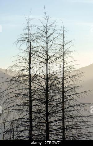 Drei Laubbäume nebeneinander bei Rota das Faias, Manteigas, Serra da Estrela, Portugal, Europa Stockfoto