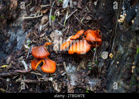 Pilze wachsen auf einem Baumstamm Stockfoto