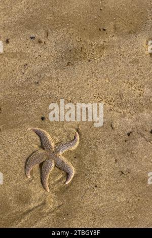 Seesterne, Asterias rubens, am Strand von saltburn, North yorkshire, England, großbritannien Stockfoto