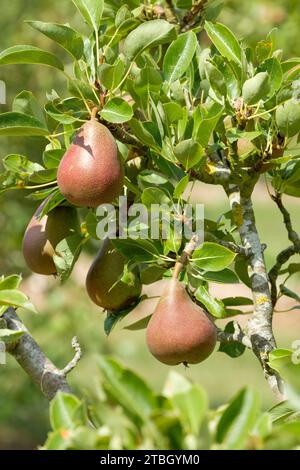 Pyrus communis Beurré Hardy, Birne Beurré Hardy, reife Früchte wachsen auf dem Baum Stockfoto