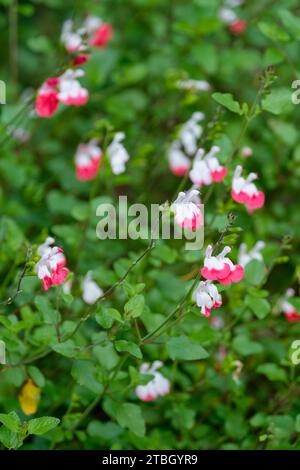 Salvia Hot Lips, Salbei Hot Lips, lose Terminal Racemes, zweifarbig rot und weiß Stockfoto