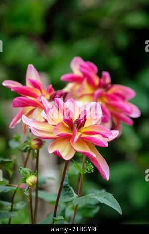 Dahlia Dark Butterfly, pfirsichrosa, in der Mitte gelb schattiert, geschwungene Blütenblätter mit dunkelrosa Unterseiten Stockfoto