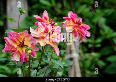 Dahlia Dark Butterfly, pfirsichrosa, in der Mitte gelb schattiert, geschwungene Blütenblätter mit dunkelrosa Unterseiten Stockfoto