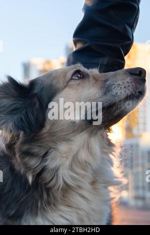 Ein Mann streichelt den Kopf eines flauschigen Hundes aus der Nähe Stockfoto