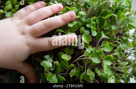 Die Beziehung zwischen einem Kind und der Natur ist bekannt durch das Berühren von Mikrogrün mit einer Kinderpalme Stockfoto