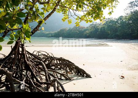 Mangrovenbäume wachsen allein am Strand. Mangrovenbaum im Mangrovenwald bei Ebbe. Tropische Mangrovenpflanzen. Stockfoto