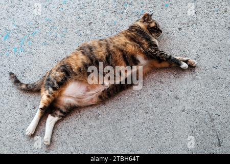 Eine dreifarbige fettträchtige Katze weiß, braun und schwarz liegt auf Betonboden. Selektiver Fokus. Schwangere Katze schläft draußen auf einem warmen Sprin Stockfoto