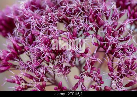 Hanf-Agrimony Eupatorium cannabinum; Nahaufnahme des Blütenkopfes Stockfoto