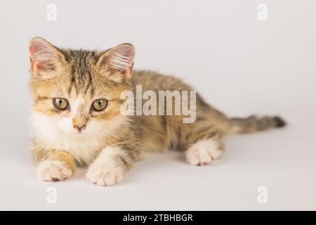 Eine isolierte kleine graue Scottish Fold Katze, voller Verspieltheit und Fröhlichkeit, steht auf einem weiß Stockfoto