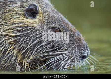 Coypu, Myocastor Coypus, auf der Suche nach Nahrungsmitteln Stockfoto