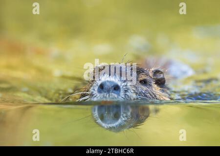 Coypu, Myocastor Coypus, Schwimmen Stockfoto