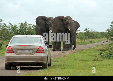 Kruger-Nationalpark, Mpumalanga, Limpopo, Südafrika - 27. Dezember 2011 : drei Elefantenbullen konfrontieren ein Touristenauto auf einer unbefestigten Straße, Stockfoto