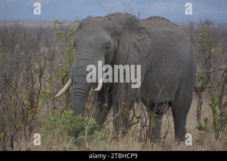 Majestätischer afrikanischer Elefant mit wunderschönen Elfenbeinstoßzähnen, die den trockenen Busch veld begehen. Stockfoto