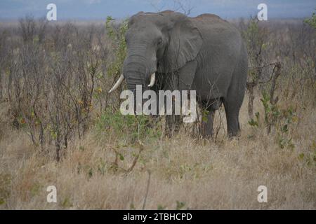 Wunderschöne Elfenbeinzähne, die den trockenen Busch veld begehen. Stockfoto